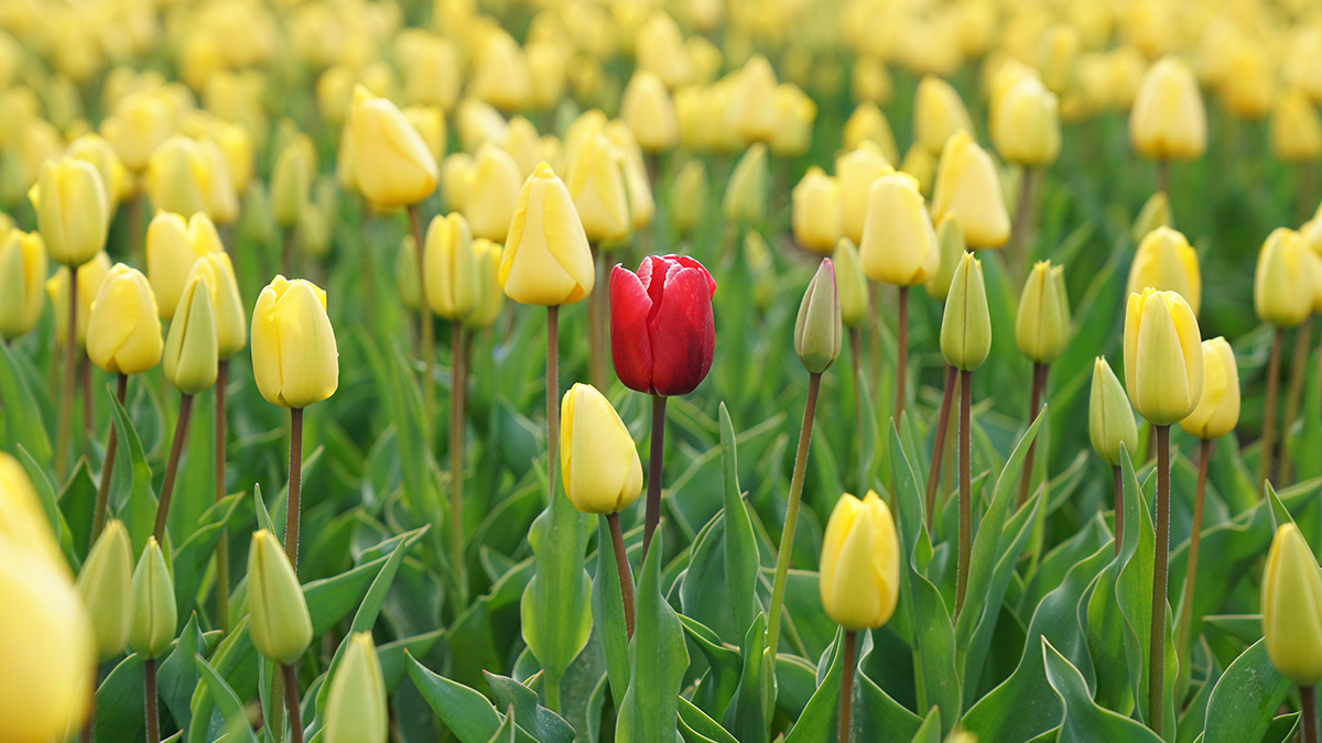 red tulip in a field of yellow tulips